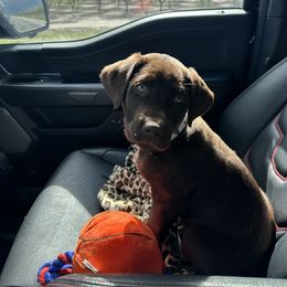 Labrador Retriever Puppies from Red Barn Family Labs