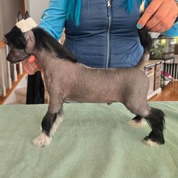 Chinese Crested and Scottish Deerhound Puppies from ConeraIsles Kennel