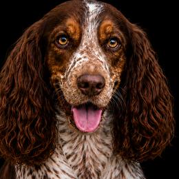 Tova - English Springer Spaniel