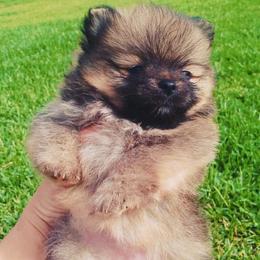 Pomeranian Puppies from Endure Farm Inc