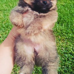 Pomeranian Puppies from Endure Farm Inc