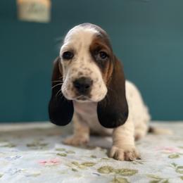 Snow white - Black white and brown female Basset Hound puppy in Remington, Virginia from Lotus Rose Basset hounds