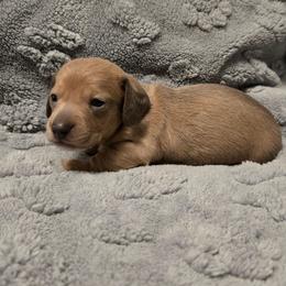 Red - Fawn (isabella) and cream male Dachshund puppy in Mulberry, Florida from J's Mini Dachshunds