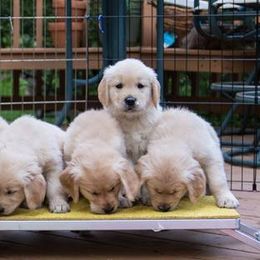 Golden Retriever Puppies from Madileau Golden Retreivers
