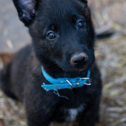 Dutch Shepherd Puppies from Faberge Hollandse Herdershond
