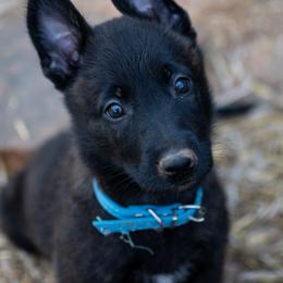 Dutch Shepherd Puppies from Faberge Hollandse Herdershond