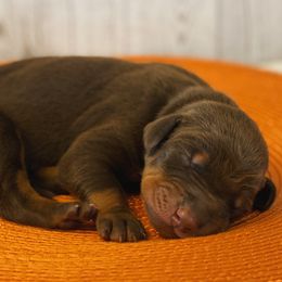 Frank - Red and rust male Doberman Pinscher puppy in Winchester, Ohio from 32 Farms