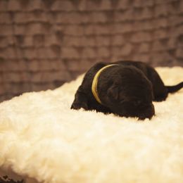 German Shepherd and Miniature American Shepherd Puppies from Sonnenhügel Shepherds