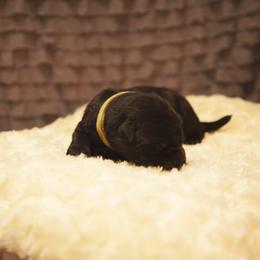 German Shepherd and Miniature American Shepherd Puppies from Sonnenhügel Shepherds
