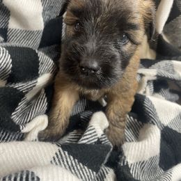 Fletcher - Wheaten male Soft Coated Wheaten Terrier puppy in Nokomis, Illinois from Windhill Wheatens