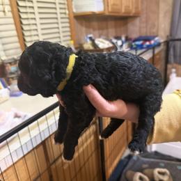 Boy 4 - Black male Goldendoodle puppy in Petersburg, West Virginia from Wv Diva Doodles