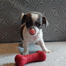 Gunnar - Silver and white male Chihuahua puppy in Brook Park, Minnesota from Northstar Chihuahuas