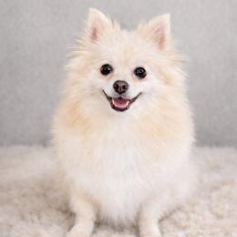 Pepper - Pomeranian
