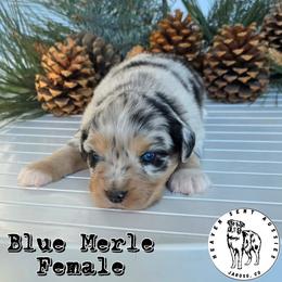 Glenda - Blue merle female Miniature Australian Shepherd puppy in Jaroso, Colorado from Heaven Sent Aussies