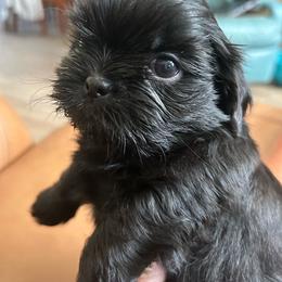 Christopher - Black male Shih Tzu puppy in New Port Richey, Florida from Stanford's Shih Tzus