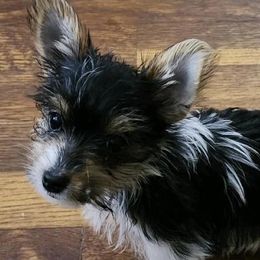Yorkshire Terriers from Piedmont Yorkies of NC