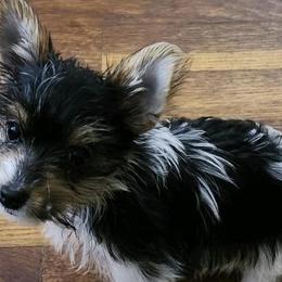 Yorkshire Terriers from Piedmont Yorkies of NC