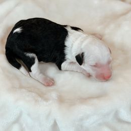 Mocha - Black and white female Sheepadoodle puppy in Cleveland, Tennessee from Narrow Path Old English & Sheepadoodles