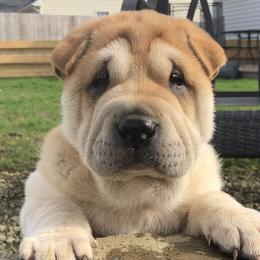 Chinese Shar-Pei Puppies from HapPei House of Wrinkles