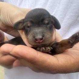 Cupid - Black and tan female Dachshund puppy in Tampa, Florida from EntityDachs