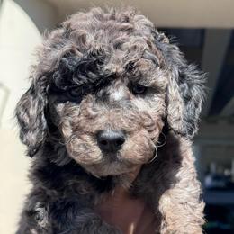 Diorite - Merle male Goldendoodle puppy in Philadelphia, Pennsylvania from Jah’s Retrievers