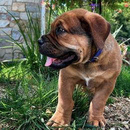 YUSHIRO - Red male Boerboel puppy in Pennsylvania from Cold River Boerboels