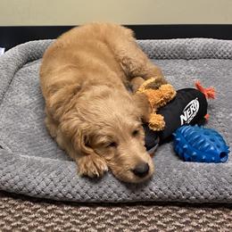 Goldendoodle and Poodle All Grown Up from Ransone’s Ridge Runners Poodles and Doodles