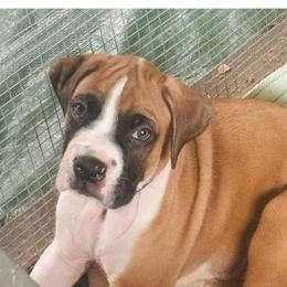 AKC MALE BOXER - Fawn male Boxer puppy in Plainville, Connecticut from AKC Boxer Club Plainville and Plank trail boxers