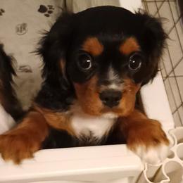 Hershey - Black and tan male Cavalier King Charles Spaniel puppy in East Providence, Rhode Island from Marta's Cavaliers