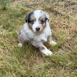 Breezy - Blue merle male Miniature American Shepherd puppy in Florence, Oregon from NW Aloha Miniature American Shepherds