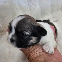 Sage - Black gold and white male Shih Tzu puppy in Fallon, Nevada from Grandma Ts Precious Puppies