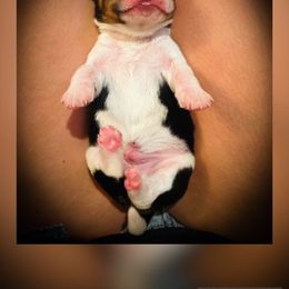 Black Boy - Bacon - Black tan and bluetick male Beagle puppy in Grantsville, Maryland from Fable & Fern Beagles