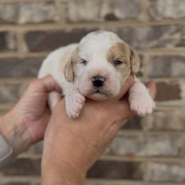 Dustin - Yellow and white male Bernedoodle puppy in Cartersville, Georgia from Simply Blessed Doodles