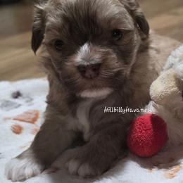 Boy1 - Gold male Havanese puppy in Batesville, Arkansas from Hillbilly Havanese