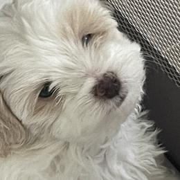 Maltipoo Puppies from Ollie-Pop Paws Breeding