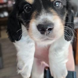 Pie boy - Black and cream male Dachshund puppy in Venice, Florida from JD’s Weiner-Wonderland