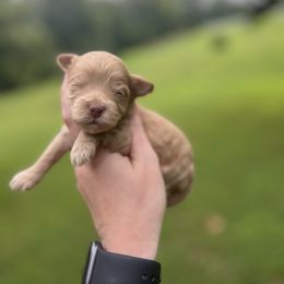 Sunny - Buff and white male Cockapoo puppy in Albany, Kentucky from Windy Pines Farm