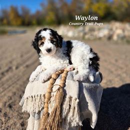 Goldendoodle and Poodle Puppies from Country Trail Pups