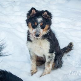 Border Collie, Golden Retriever, and Sporty Mix Puppies from Turbo Border Collies & Coltrievers
