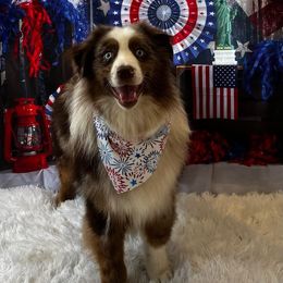 Brick - Australian Shepherd