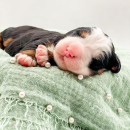 Turkey - Tri-color male Bernedoodle puppy in Hudson, Indiana from TurkeyCreek-K9