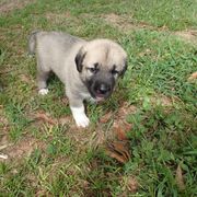Kangal Puppies from DASA Ridge Kangals