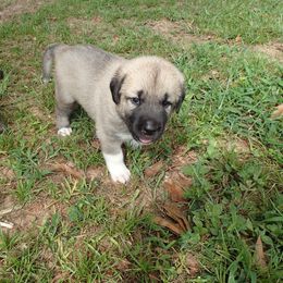Kangal Puppies from DASA Ridge Kangals