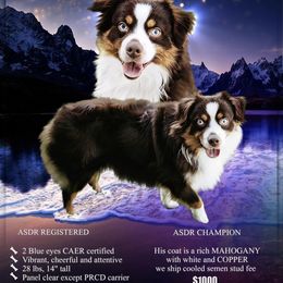 Rusty - Toy Australian Shepherd