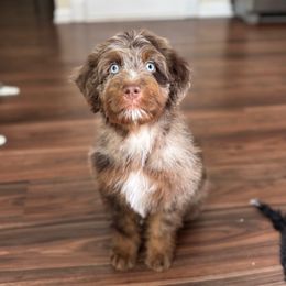 Robin - Red merle Aussiedoodle puppy in Holly Springs, North Carolina from Whiskey River Doodles