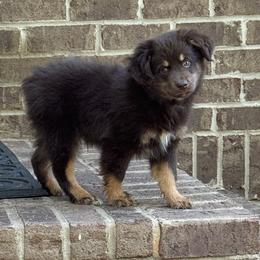 Aussiedoodle and Miniature American Shepherd Puppies from Lori Davis