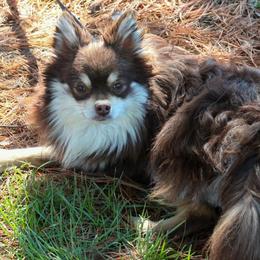 Princess - Pomeranian