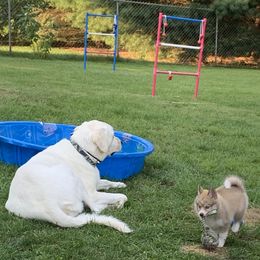 Pomsky Puppies from River Enz Pomskies