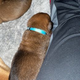 Belgian Malinois Puppies from Pyrex Kennels