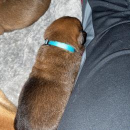 Belgian Malinois Puppies from Pyrex Kennels